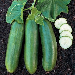 Beit Alpha Cucumber Thumbnail